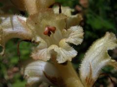 Záraza hřebíčková (Orobanche caryophyllacea Sm.)