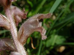 Záraza hřebíčková (Orobanche caryophyllacea Sm.)