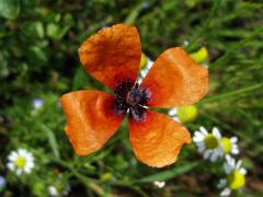 Mák (Papaver L.)