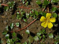 Zakucelka bahenní (Ludwigia palustris (L.) Elliott)