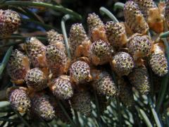 Jedle ojíněná (Abies concolor Gord. et Glend.)