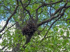 Čarověník na bříze bělokoré (Betula pendula Roth) (1d)