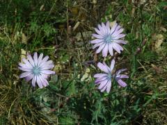 Locika vytrvalá (Lactuca perennis L.)