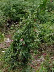 Mučenka (Passiflora tarminiana Coppens et Barney)