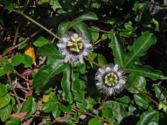 Mučenka purpurová (Passiflora edulis Sims)