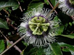 Mučenka purpurová (Passiflora edulis Sims)