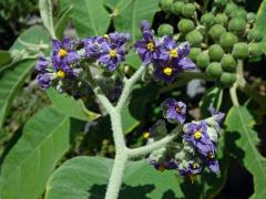 Lilek (Solanum mauritianum Scop.)