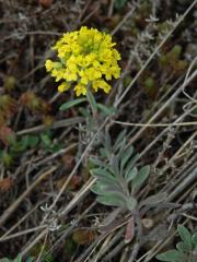 Tařinka (Alyssum L.)