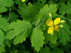 Vlaštovičník větší (Chelidonium majus L.)