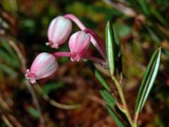 Kyhanka sivolistá (Andromeda polifolia L.)