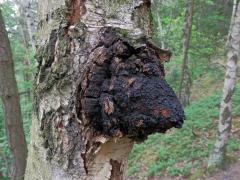 Nádor na bříze bělokoré (Betula pendula Roth) (29)