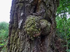 Nádor na bříze bělokoré (Betula pendula Roth) (31)