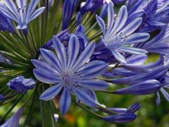 Kalokvět (Agapanthus praecox Willd.) s dvanáctičetným květem (1b)