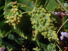 Hálky na révě vinné (Vitis vinifera L.)
