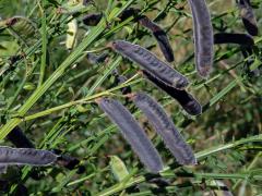 Janovec metlatý (Cytisus scoparius (L.) Link)