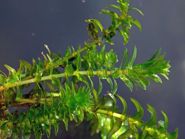 Vodní mor kanadský (Elodea canadensis Michx.)