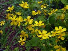 Pryskyřník (Ranunculus cortusifolius Willd.) 