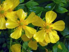 Pryskyřník (Ranunculus cortusifolius Willd.)