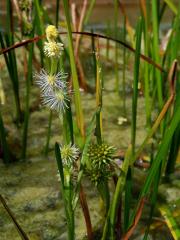 Čeleď: Zevarovité (Sparganiaceae Rudolphi)