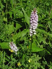 Prstnatec Fuchsův (Dactylorhiza fuchsii (Druce) Soó)