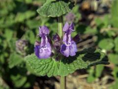 Šanta zkřížená (Nepeta faasenii Stearn)