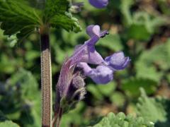 Šanta zkřížená (Nepeta faasenii Stearn)