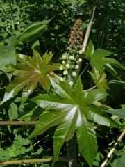 Skočec (Ricinus L.)