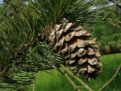 Borovice osinatá (Pinus aristata Engelm.)