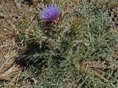 Artyčok kardový (Cynara cardunculus L.)