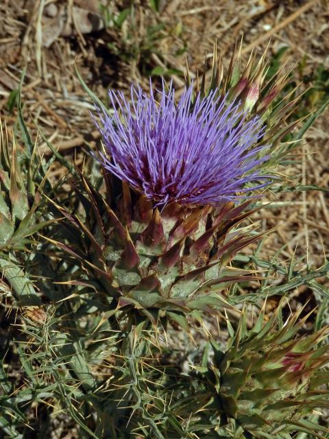 Artyčok kardový (Cynara cardunculus L.)