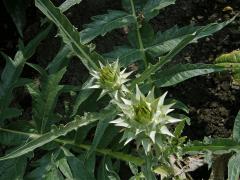 Artyčok zeleninový (Cynara scolymus L.)