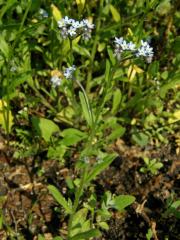 Pomněnka rolní (Myosotis arvensis (l.) Hill)   
