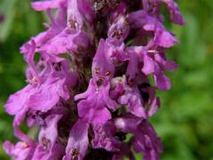 Bukvice lékařská (Betonica officinalis L.)