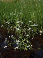 Halucha vodní (Oenanthe aquatica (L.) Poiret)