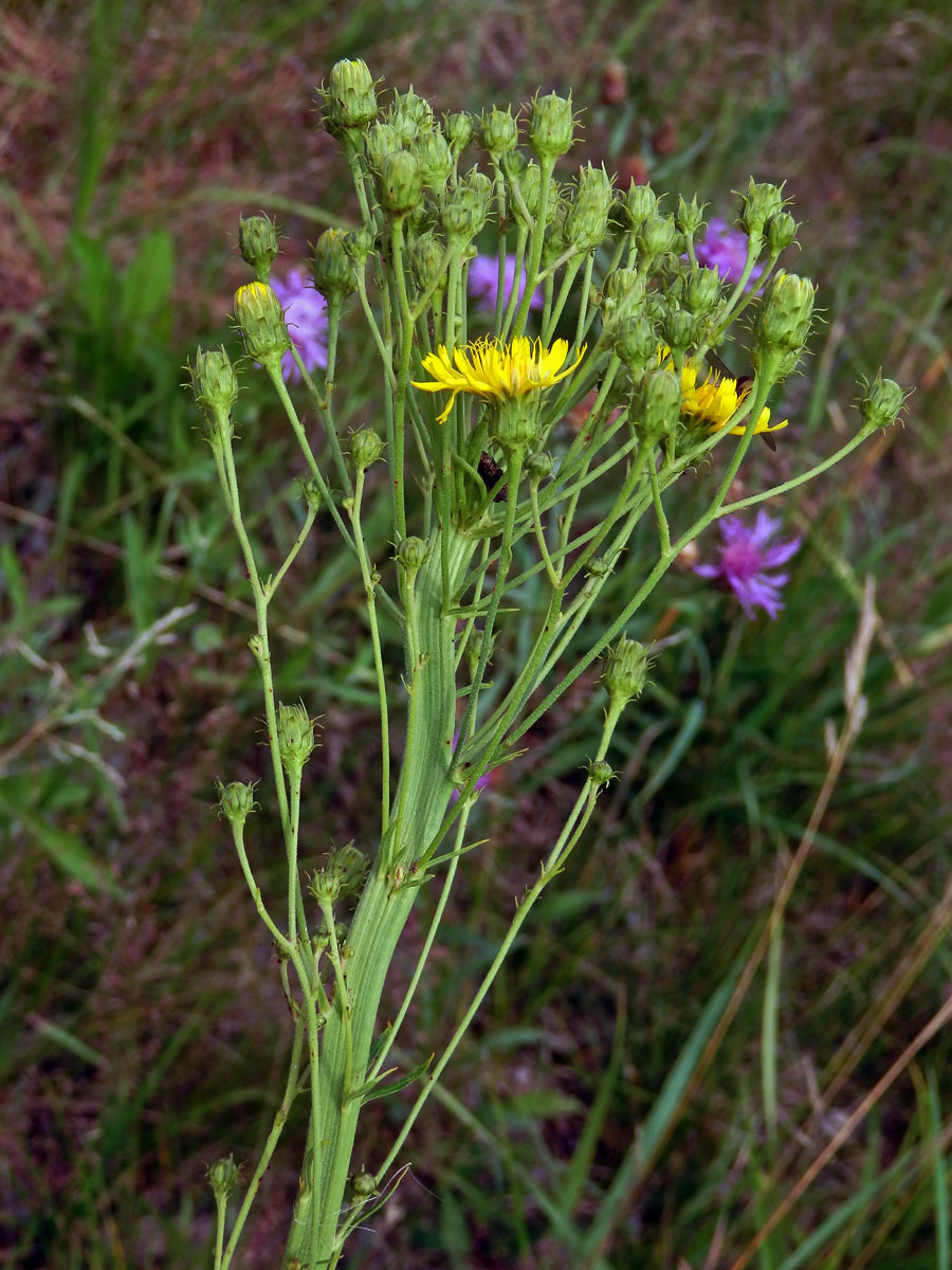 Fasciace jestřábníku savojského (Hieracium sabaudum L.) (1a)