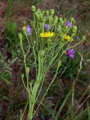 Fasciace jestřábníku savojského (Hieracium sabaudum L.) (1a)