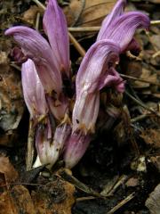 Podbílek (Lathraea claudestina L.)