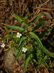 Rozrazil štítkovitý (Veronica scutellata L.)