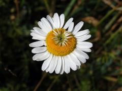 Rmen smrdutý (Anthemis cotula L.), fasciace stonku