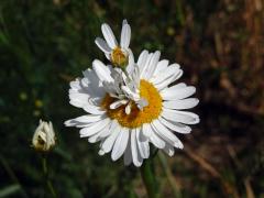 Rmen smrdutý (Anthemis cotula L.), fasciace stonku