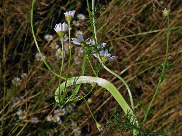 Rmen smrdutý (Anthemis cotula L.), fasciace stonku