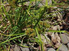 Šáchor miličkový (Cyperus eragrostis Lam.)