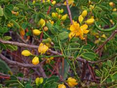 Senna bicapsularis (L.) Roxb.