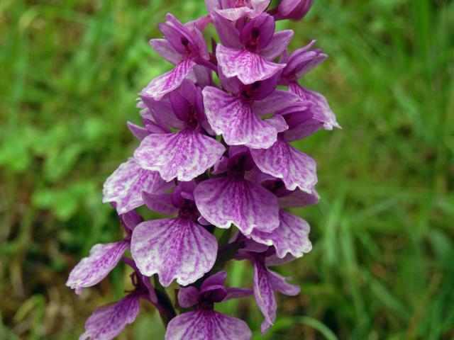 Prstnatec (Dactylorhiza foliosa (Rchb. f.) Soó)