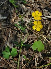 Pryskyřník mnohotvárný (Ranunculus fallax (Wimm. et Grab.) Sloboda)