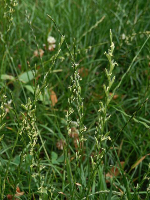 Pýr plazivý (Elytrigia repens (L.)