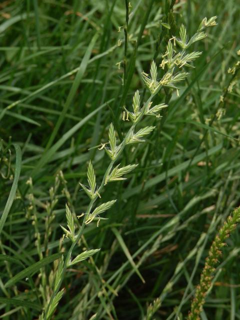 Pýr plazivý (Elytrigia repens (L.)