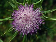 Ostropestřec mariánský (Silybum marianum (L.) Gaertn.)