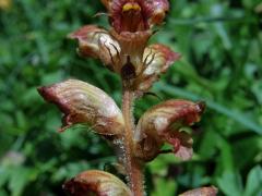 Záraza štíhlá (Orobanche gracilis Sm.)