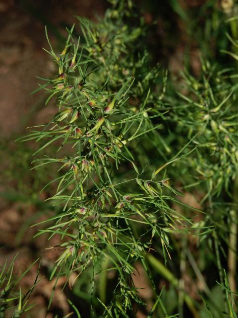 Lipnice cibulkatá (Poa bulbosa L.) postižená proliferací